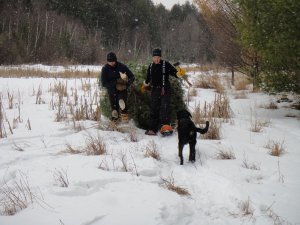 Hauling boughs