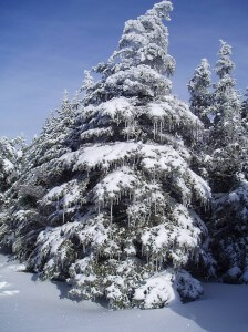 snowytree