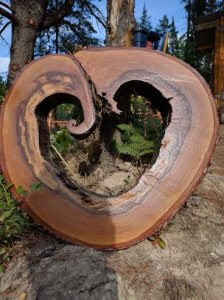 birch heart 1