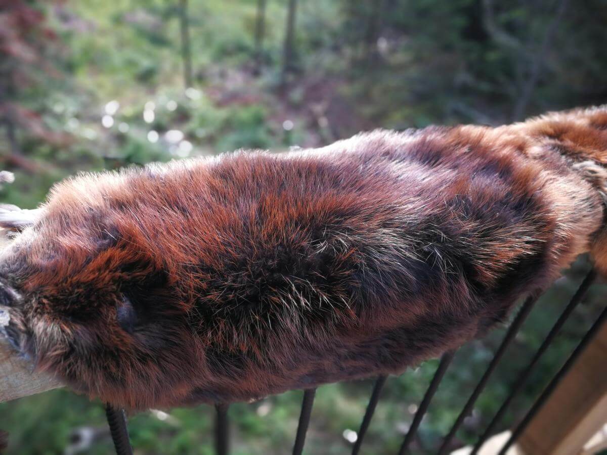 LOTN Beaver Pelt beaver hide