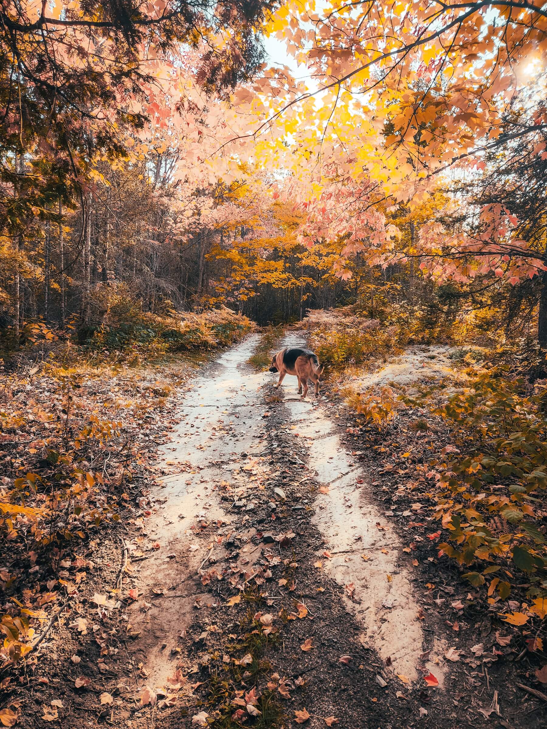 The Leaves are Falling - Lure of the North