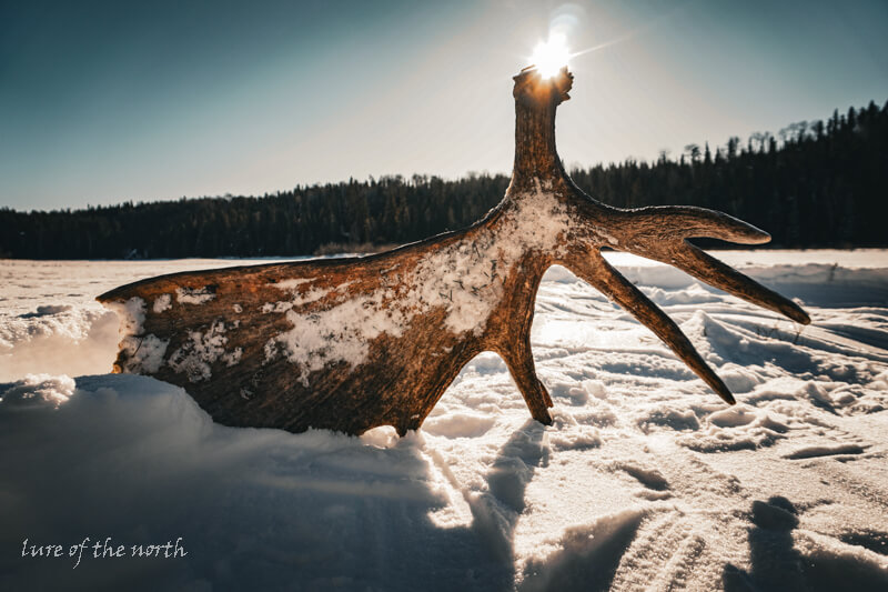 Moose Antler