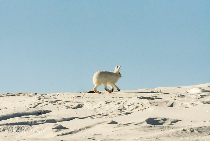 Arctic Hare