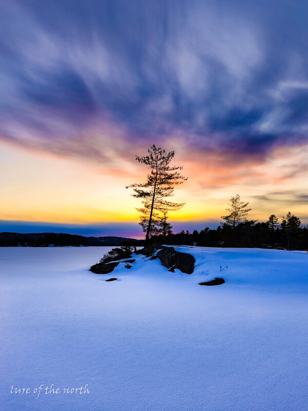 Sunset Winter Pine