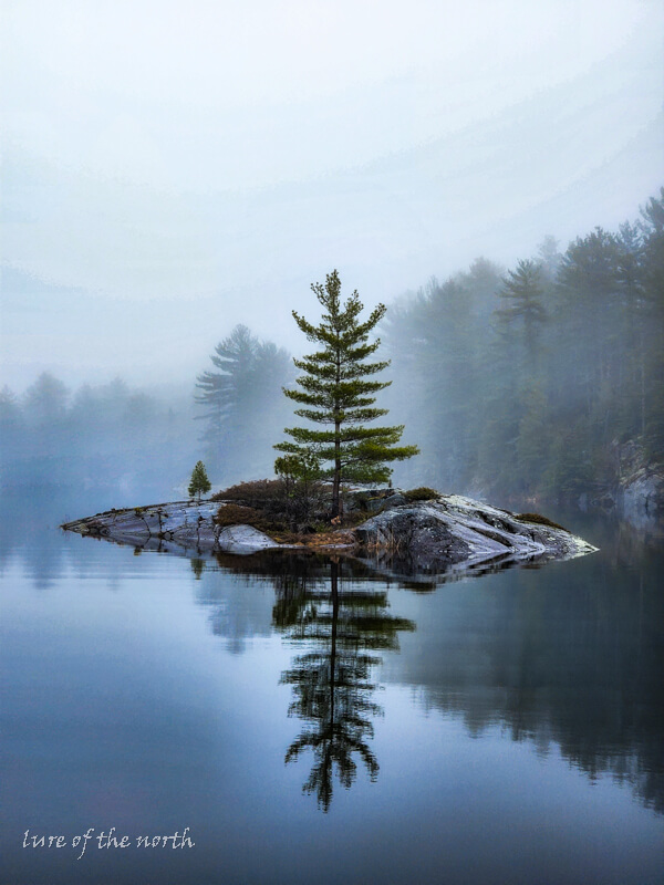 Reflection Pine