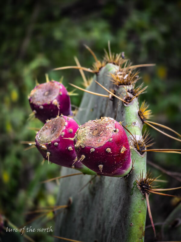 Prickly Pear